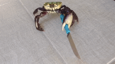 Krab uciekający z nożem.